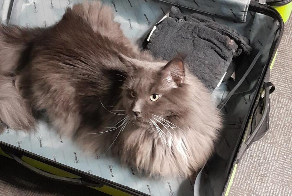 Vermisstmeldung Katze  Männliche , 3 jahre Vorselaar Belgien