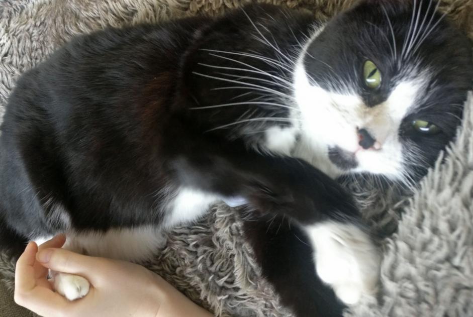 Alerta de Desaparición Gato Hembra , 11 años Antwerpen Bélgica